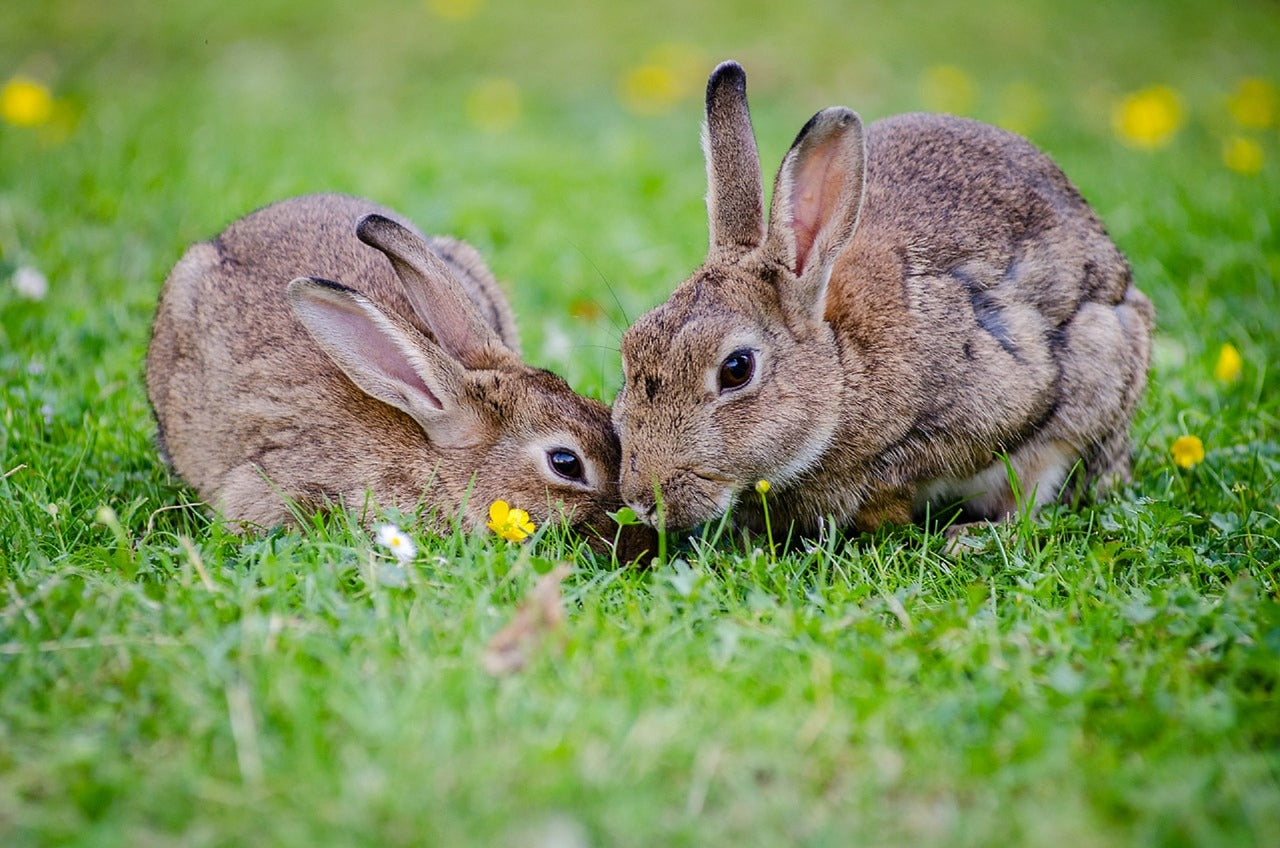 cruelty-free company thanks nature does not test on animals bunnies